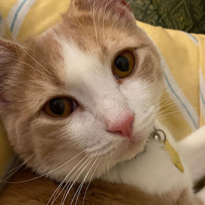 Meet your Posher, Honora